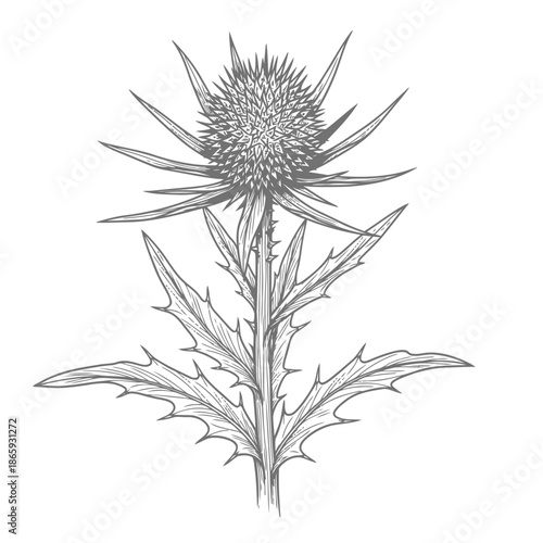 Wallpaper Mural Black and white illustration of a thistle flower with spiky leaves and stem Torontodigital.ca