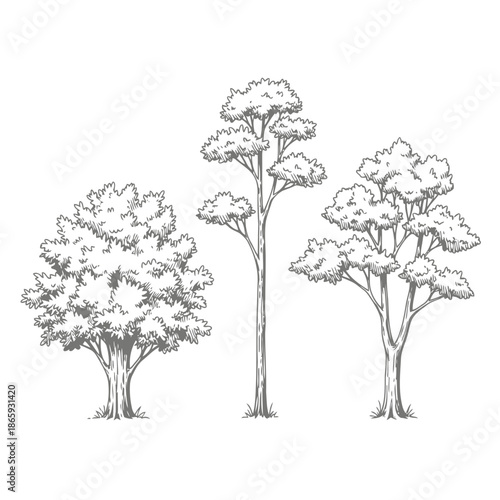 Three black and white line drawing of trees with different shapes and sizes