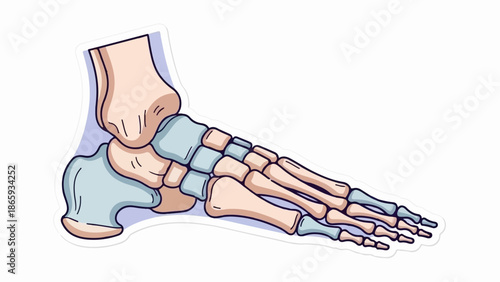 Stylized illustration of the human foot bones, showing ankle, tarsals, metatarsals, and phalanges