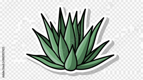 Spiky green desert plant with pointed leaves, drawn with black outlines