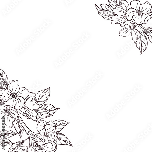 Plum tree blossom corner frame vector line art drawing. Floral arrangement for wedding invitation, greeting card, or spring design. Vector illustration