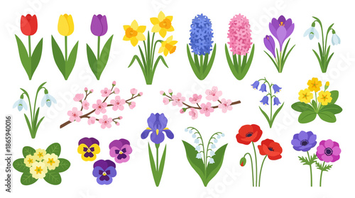Colorful Spring Flowers and Blooms Illustration.