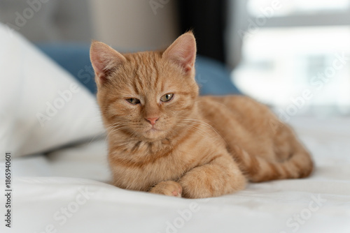 Sleepy ginger tabby kitten relaxing on a white bed in soft natural daylight, cozy home bedroom with blurred window background.