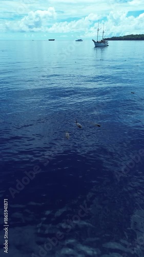 Aerial view of the Ondina boat sailing with a nearby dolphin pod in the Banda Sea, Maluku, Indonesia.