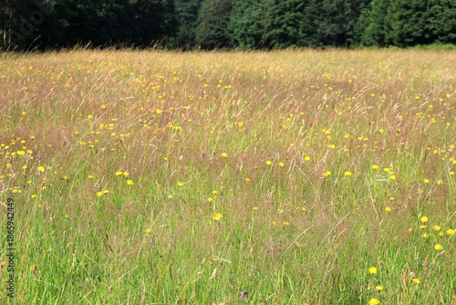 Sunny Summer Meadow with Wildflowers and Tall Grass Against a Green Forest Background