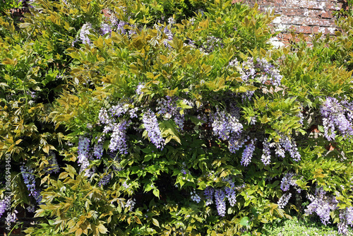Purple Wisteria Flowers Blooming on Vine Against Red Brick Wall in English Country Garden