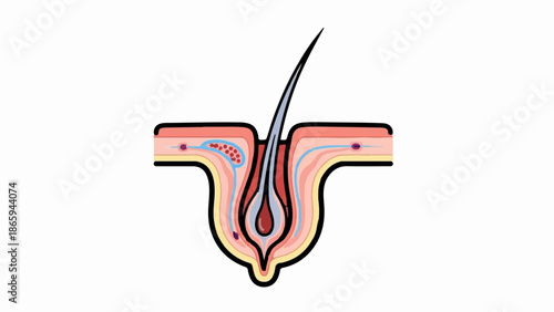 Stylized cross-section of a human hair follicle and epidermis