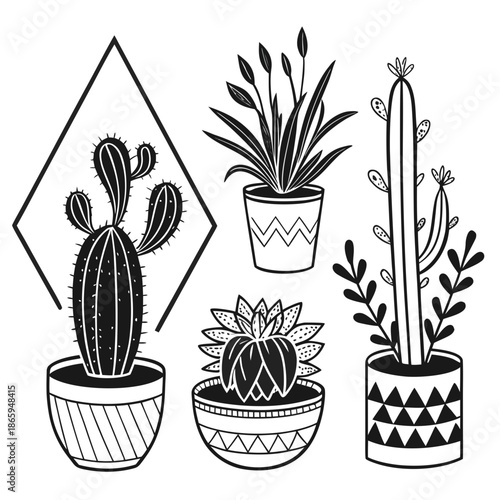 Black and white succulent collection