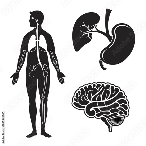 Human anatomy silhouette