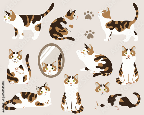 A collection of adorable calico and tabby cats in various poses