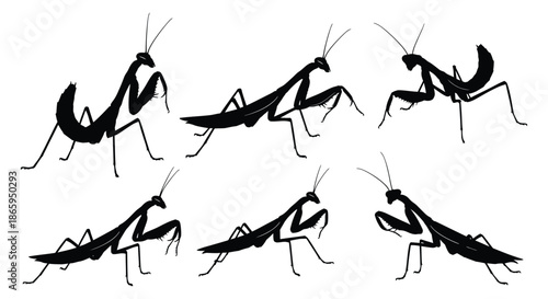 Silhouette illustrations of praying mantis in various dynamic poses on white background