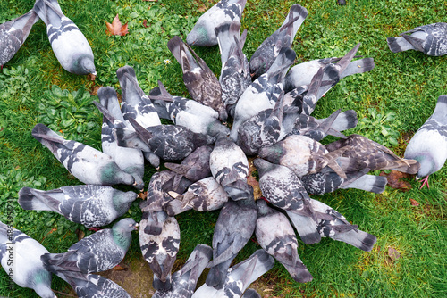Group of urban pigeons feeding together on green grass. Birds in city park environment