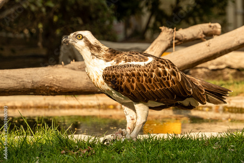 An osprey is on the grass near water holding a fish. The bird has brown and white feathers. Nearby, a large branch rests on the ground. The sun is shining.