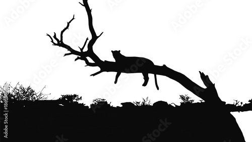 Leopard silhouette resting on dry tree branch in African savanna wildlife scene, predator nature illustration isolated on white