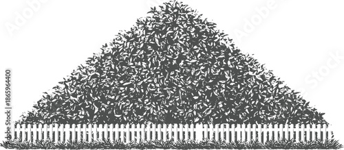 Dense green foliage pyramid shape behind white picket fence and grass leaves bush hedge
