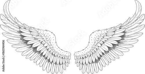 Pair of majestic spread wings in detailed hand drawn engraving style for heraldry and freedom design vector