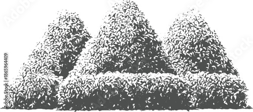 Three conical shaped bushes with dense foliage in a style plant green nature