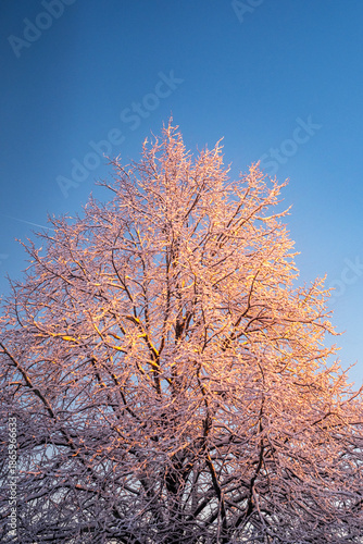 tree in winter at sunrise