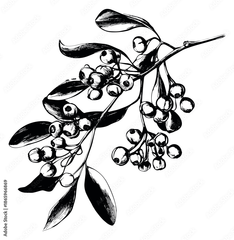 Fototapeta premium Hand drawn line art illustration of a berry branch depicting natural botanical detail for nature themed designs