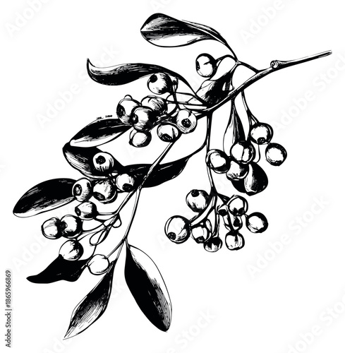 Hand drawn line art illustration of a berry branch depicting natural botanical detail for nature themed designs