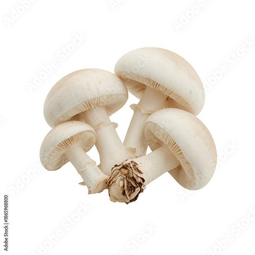 Mushrooms Cluster on Plain Background With Distinct Shapes and Sizes