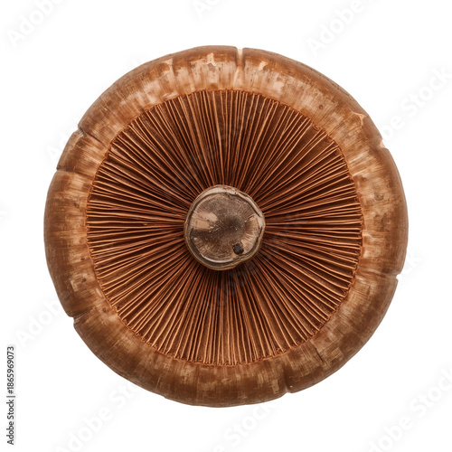 Mushroom With Distinct Cap and Gills on a White Background Showing Its Struct...