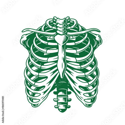Green human ribcage and spine illustration isolated on transparent background