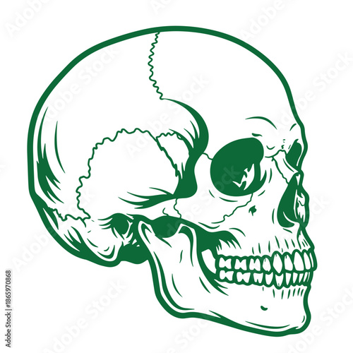 Green human skull illustration in profile view showing teeth and jawbone on transparent background