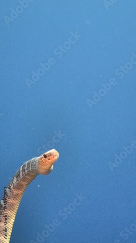 Close tracking shot of olive sea snake twisting through the water. White Cliff, Manuk, Maluku, Indonesia.