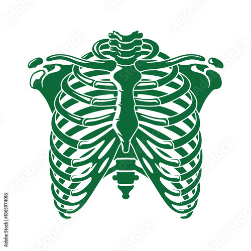 Green ribcage and spine illustration with pelvis and two snakes on transparent background