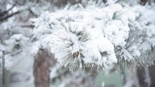 Closeup of pine tree cover with snow and snowflakes falling down on branch. Winter blizzard  scene background. Snowstorm weather backtround. 