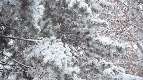 Snow fall background. Real snowflake falling down fir tree backdrop. Abstract snowfall storm scene in outdoor nature. Winter blizzard  holiday landscape.