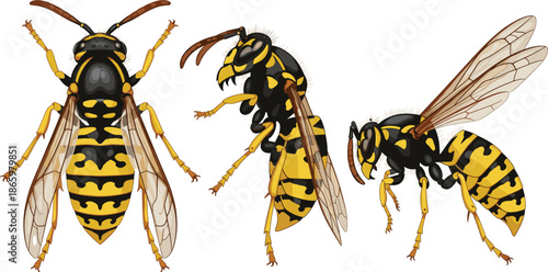 Realistic wasp insect vector set with detailed flying and side views dangerous yellow black hornet illustration