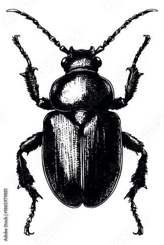 Hand drawn line art illustration of a beetle depicting detailed anatomy for entomology studies