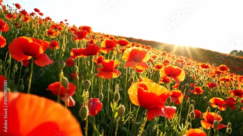 Vast field of vibrant red poppies bathed in golden sunlight, showcasing nature's breathtaking beauty.
