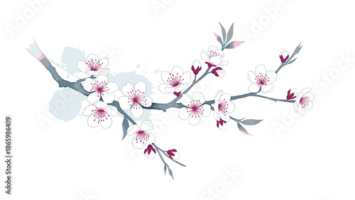 Delicate watercolor cherry blossom branch with pink and white flowers on white background