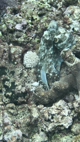 A day octopus displays textured skin patterns on a complex coral surface at 8th Wonder, Manuk, Maluku, Indonesia.