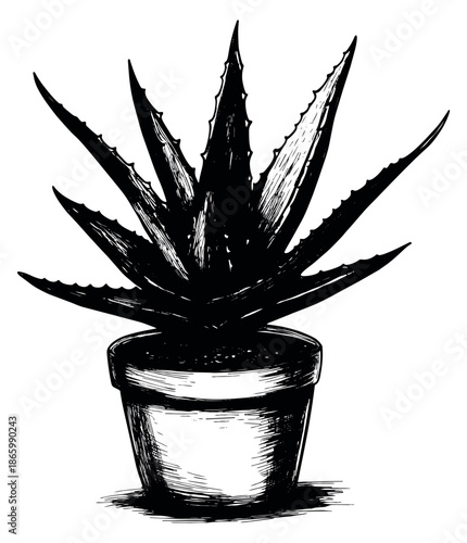 Hand drawn line art illustration of an aloe vera plant in a pot depicting a succulent houseplant for botanical and medicinal purposes
