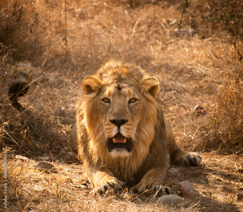 Obraz premium Powerful male lion resting in its natural habitat