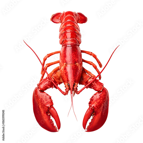 Lobster whole, isolated on white background, realistic, studio lighting, centered, no shadow, transparent background