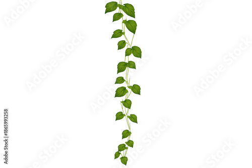 Green ivy vine climbing upward, decorative plant element for nature themes, transparent background