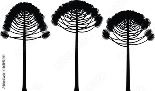 Araucaria tree silhouette vector collection, brazilian pine forest nature elements, paraná pine isolated set, cad drawing flat vector illustration