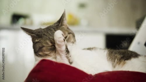Gray and white cat cleaning itself