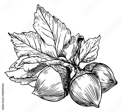 Hand drawn line art illustration of hazelnuts depicting a cluster with leaves for nature and food designs