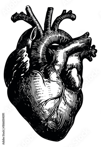 Hand drawn illustration of a human heart depicting its intricate anatomy for medical and biological concepts