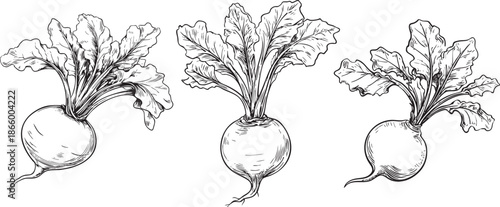 beetroot rendered as a smooth black vector outline showing rounded root body and leafy stem details