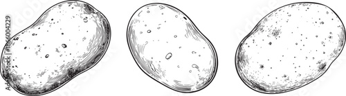 potato depicted as a simple black vector outline with irregular rounded body and subtle surface markings