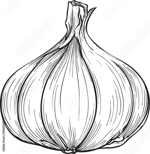 garlic bulb illustrated as a detailed black vector outline with segmented clove structure and curved contours