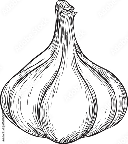 garlic bulb illustrated as a detailed black vector outline with segmented clove structure and curved contours