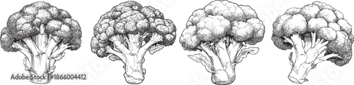 broccoli head depicted as a detailed black vector outline with clustered florets and sturdy stem